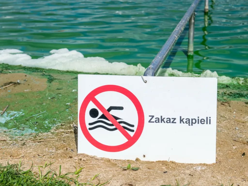 Sinice w morzu jak wyglądają – niebezpieczne objawy i cechy