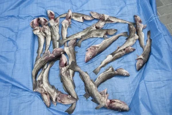 Jakie ryby żyją w Morzu Bałtyckim? Odkryj niezwykłe gatunki!