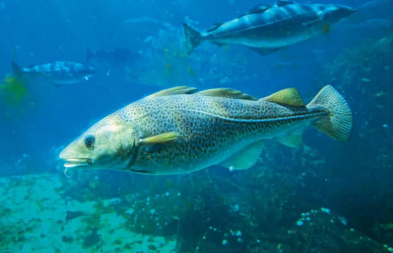 Czy można łowić dorsza w Bałtyku? Poznaj ważne przepisy i ograniczenia