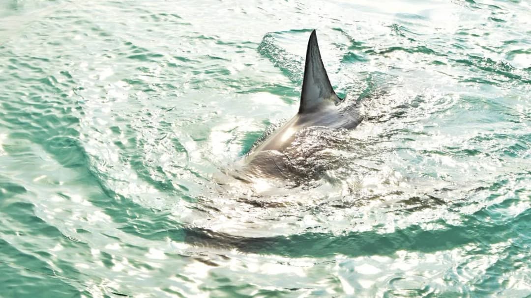 Czy w Bałtyku są rekiny? Fakty, które mogą Cię zaskoczyć