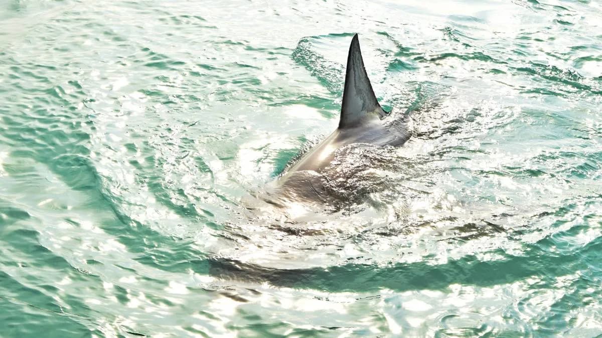 Czy w Bałtyku są rekiny? Fakty, które mogą Cię zaskoczyć