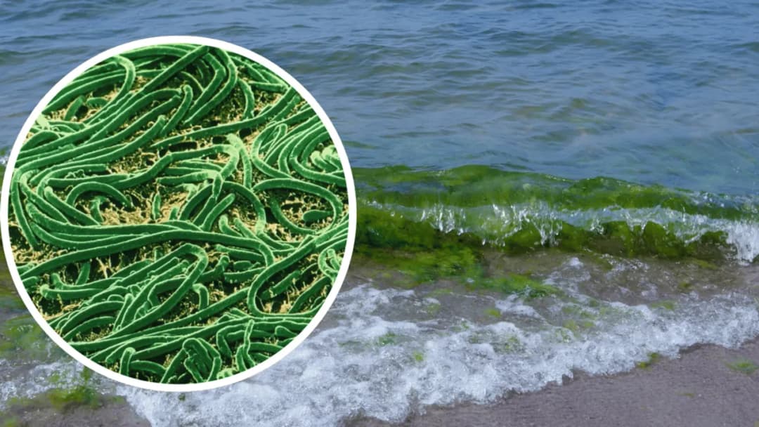 Sinice w Bałtyku: Jak wyglądają i co warto o nich wiedzieć