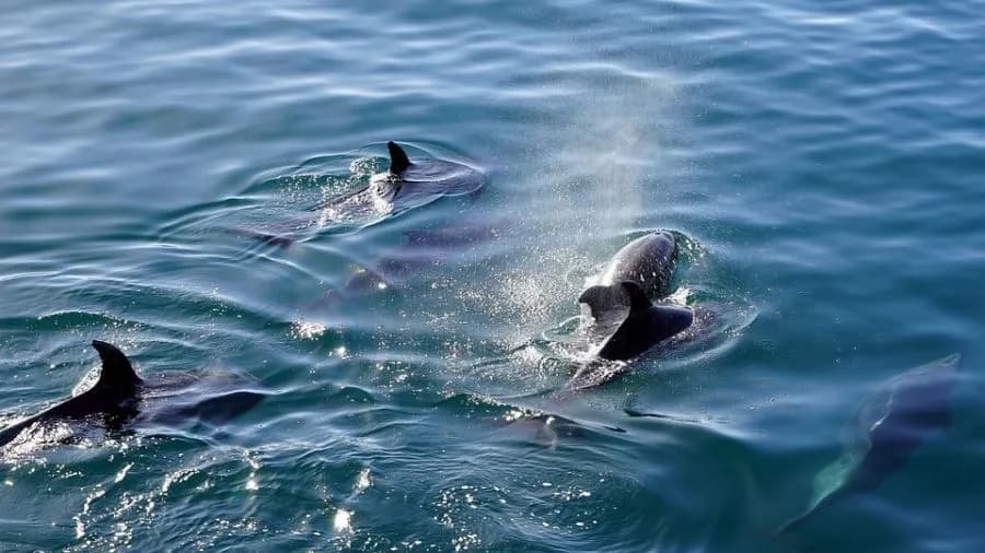Czy delfiny są w Bałtyku? Rzadkie pojawienia i ich tajemnice